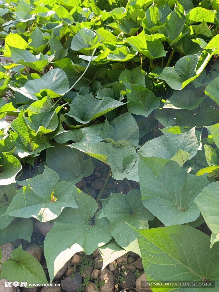 翠绿番薯叶生机盎然