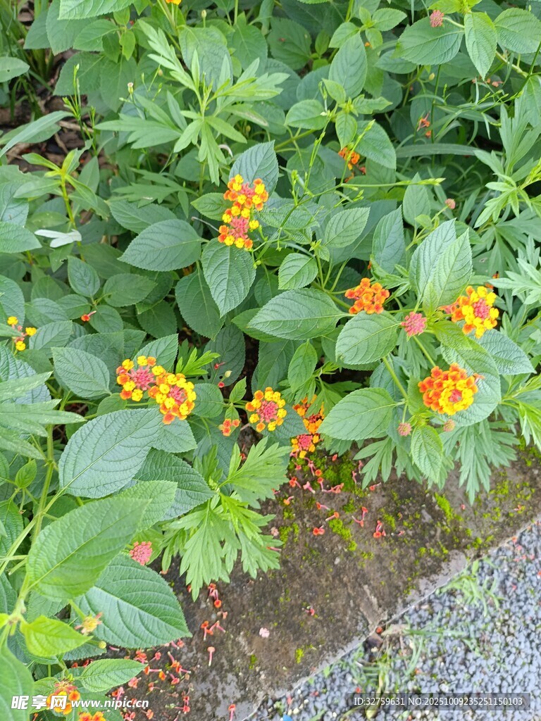 路边绽放的橙色小花