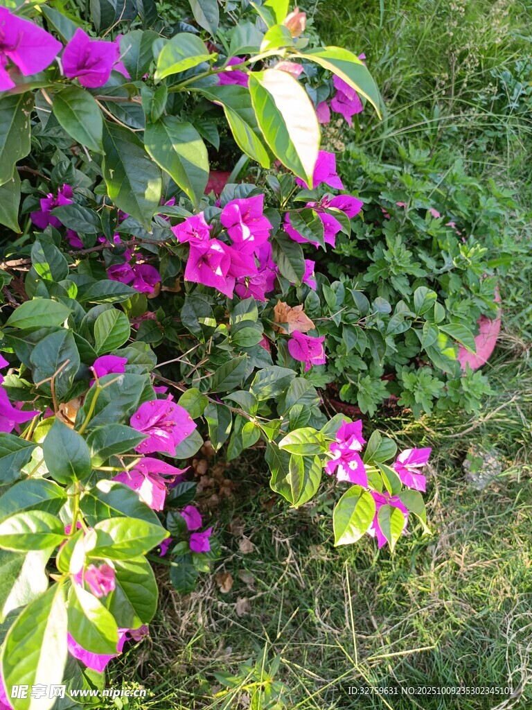 绽放的艳丽三角梅