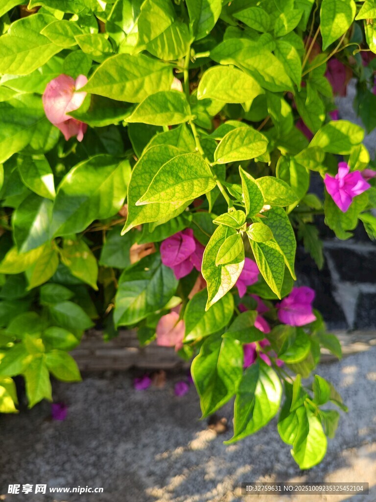 绿叶丛中的艳丽三角梅