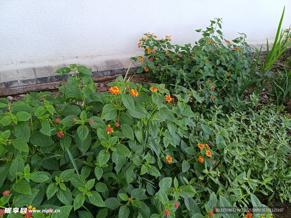 墙边绽放的多彩花卉植物