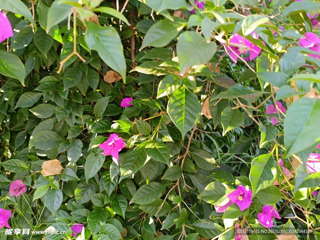 绿叶丛中绽放的娇艳小花