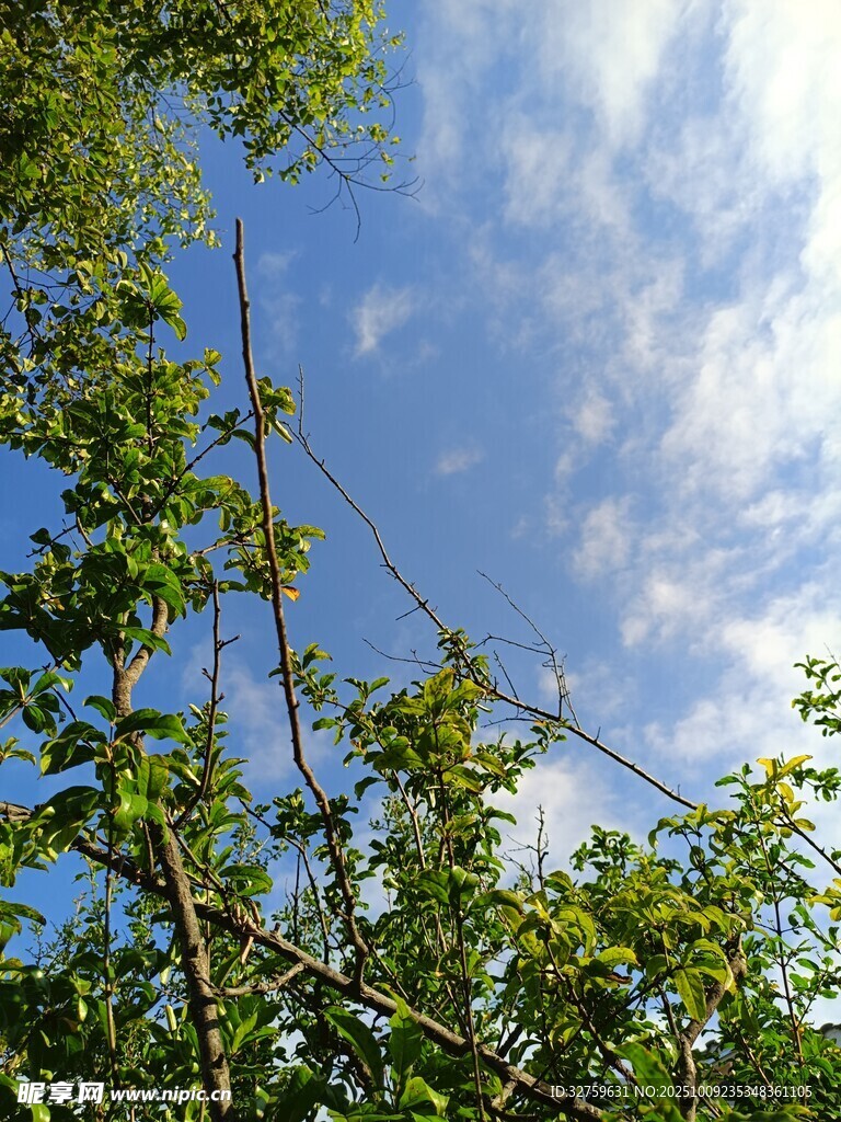 蓝天绿树间的清新景致
