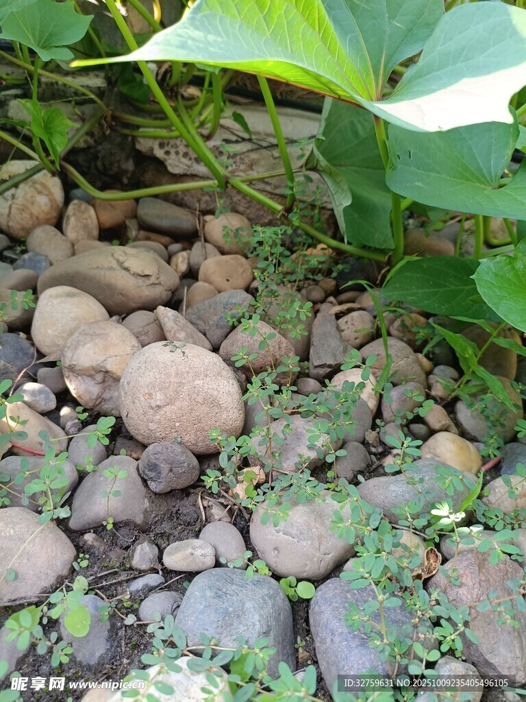石间绿植