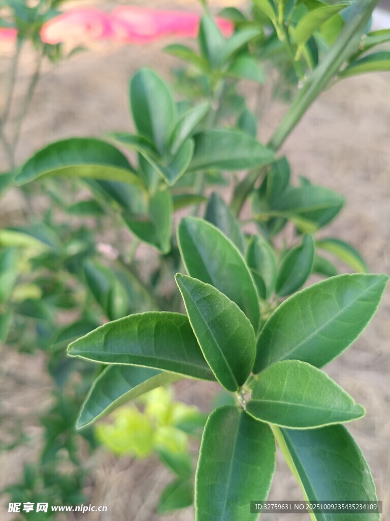 嫩绿枝叶生机盎然