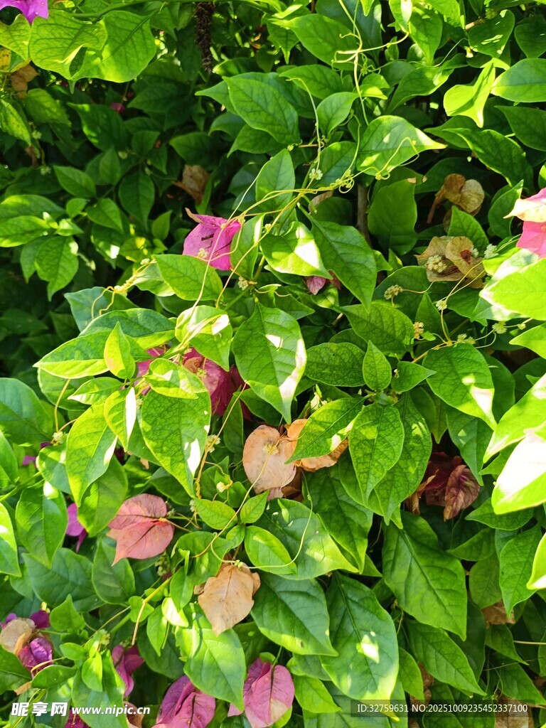 绿叶丛中的粉色花朵