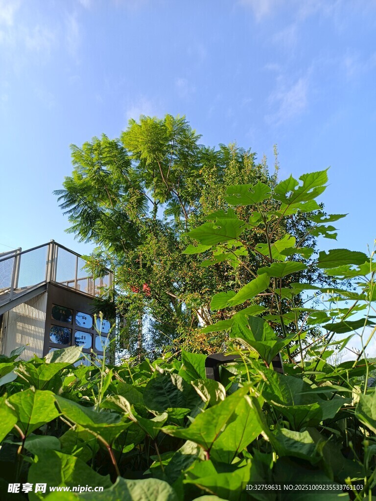 绿植环绕的现代建筑景观