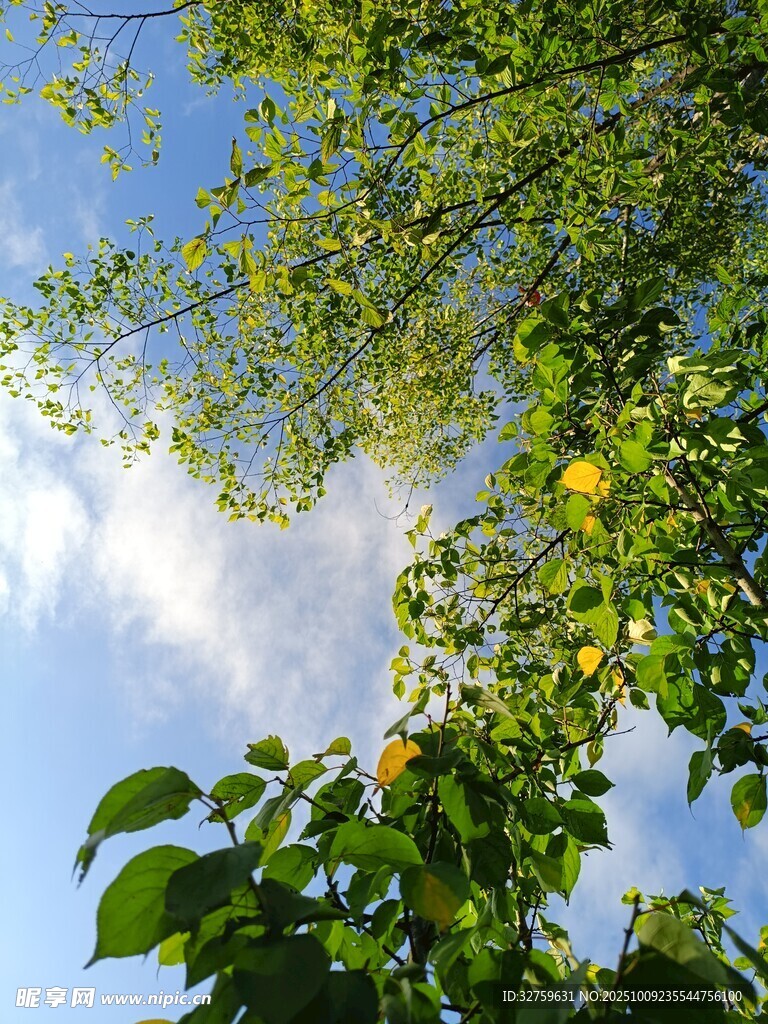 绿叶间的蓝天与彩虹