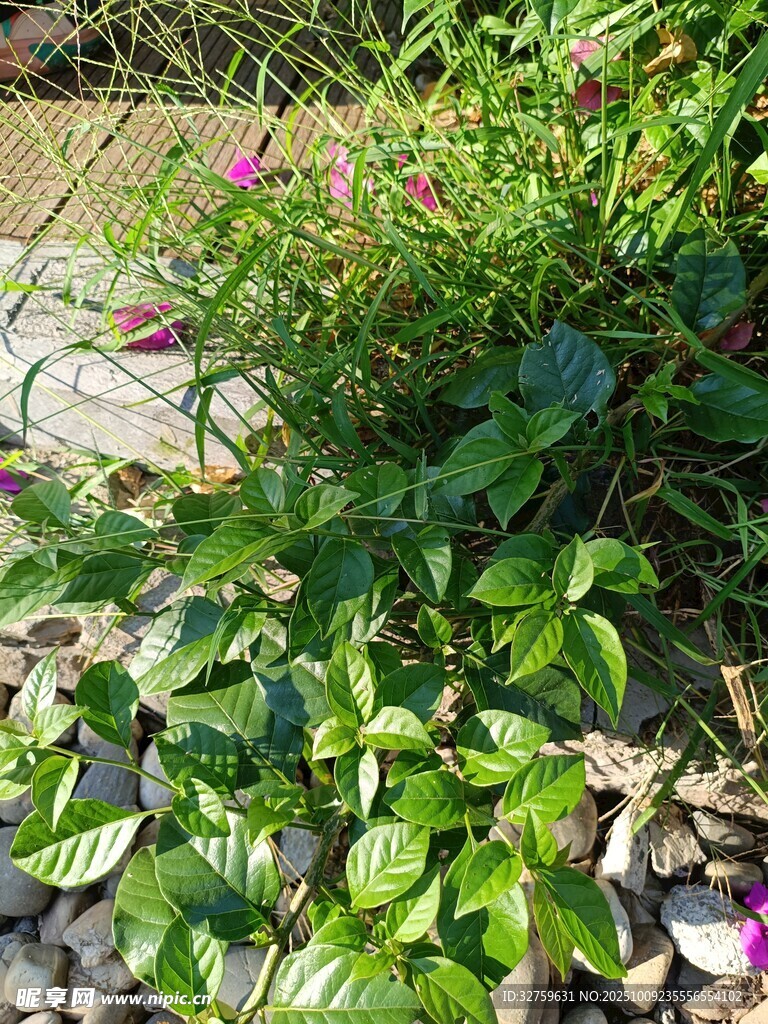 花园中的繁茂绿植