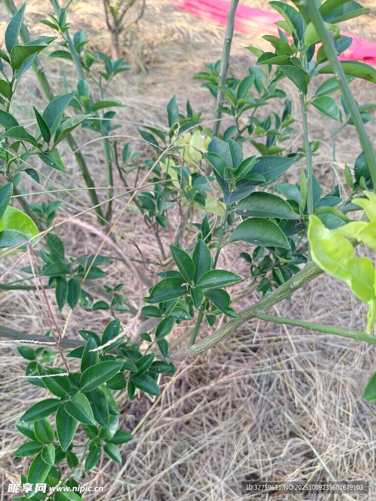 带刺绿植特写