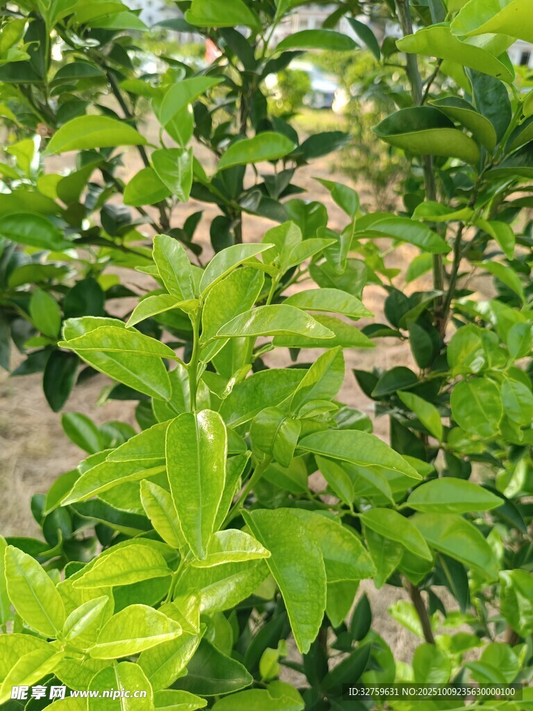 绿叶繁茂的植物景观