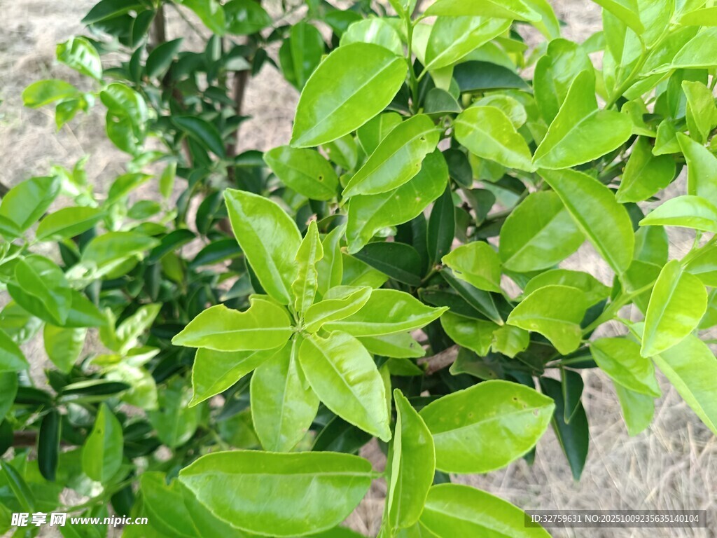 翠绿繁茂的绿植景观