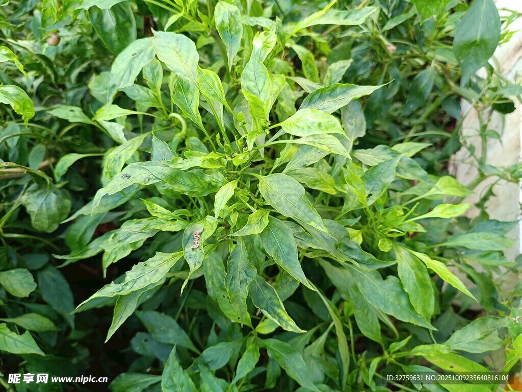 茂盛的绿色辣椒植株