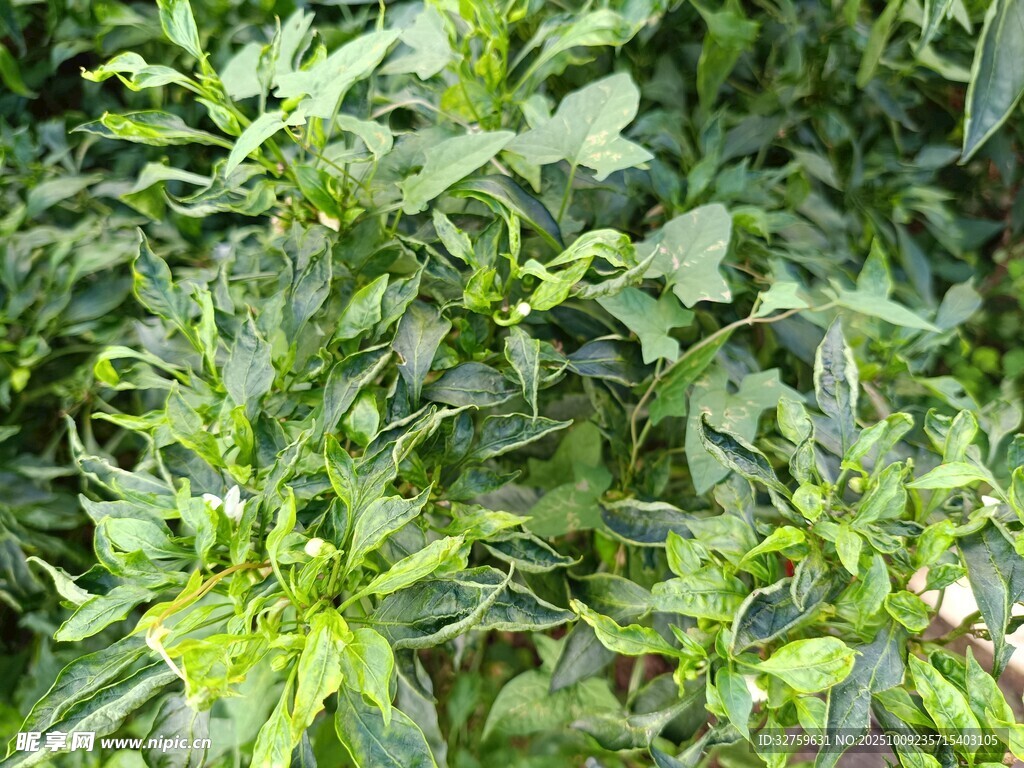 绿叶间的青椒植株