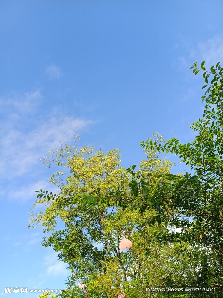 蓝天绿树 