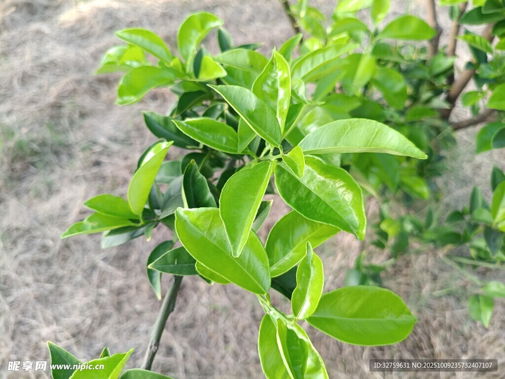 嫩绿枝叶生机盎然