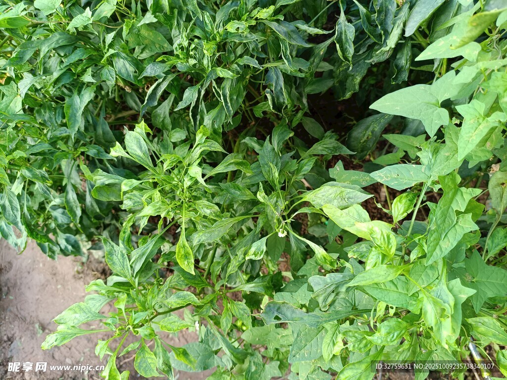 茂盛绿植景观