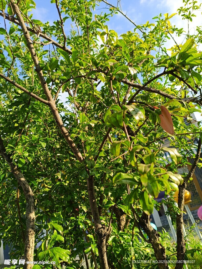 繁茂绿树 