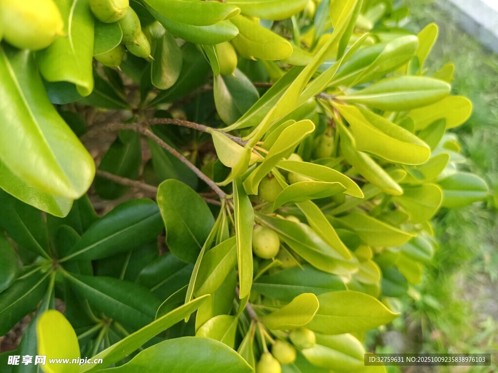 绿叶间的黄果植物特写