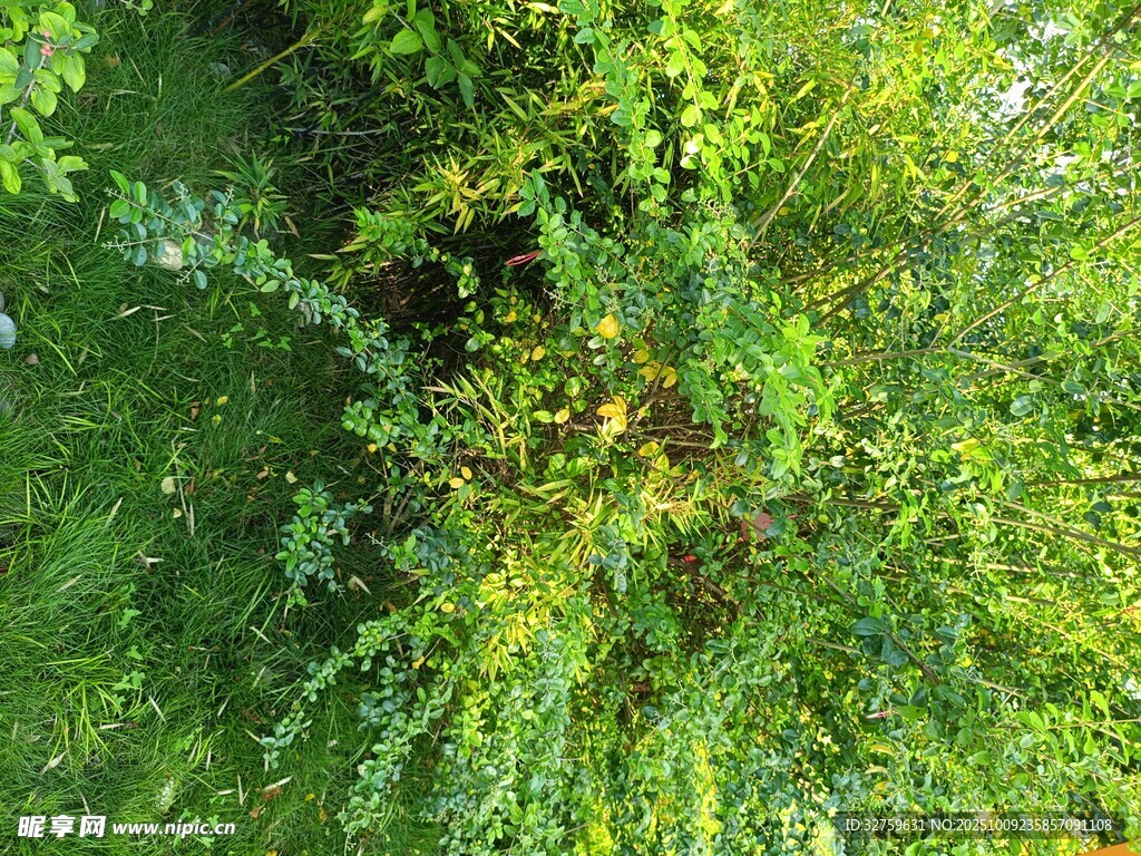 茂密绿植景观