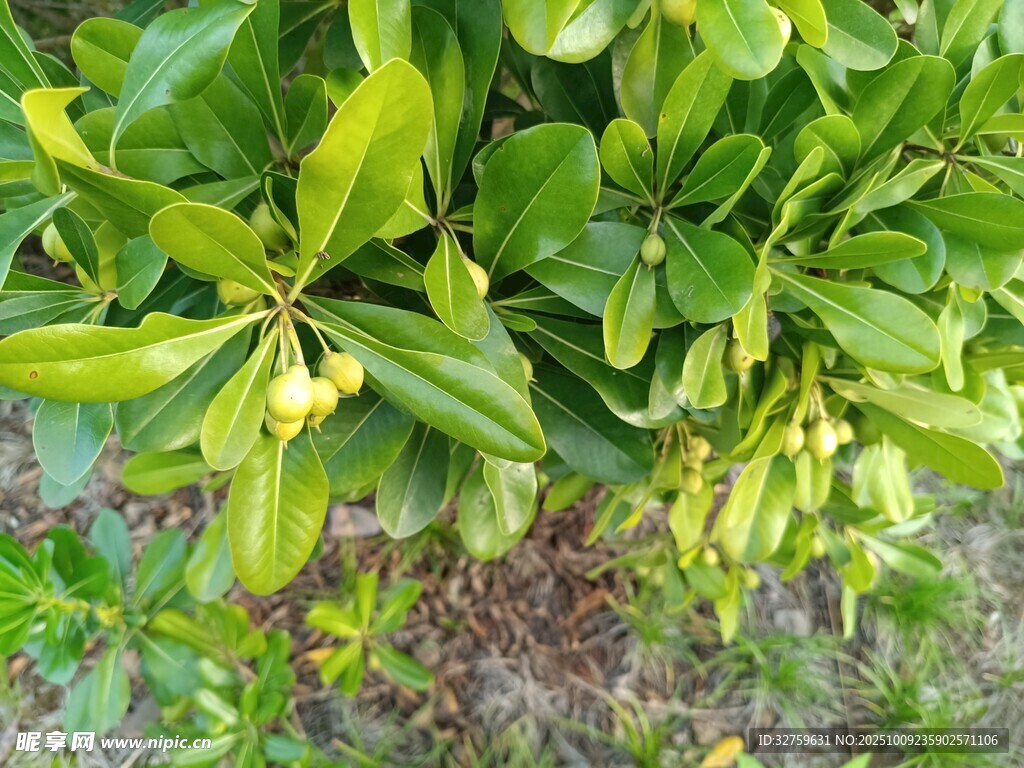 绿叶繁茂的植物景象
