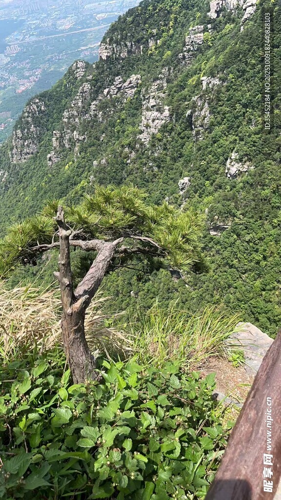 山坡松树
