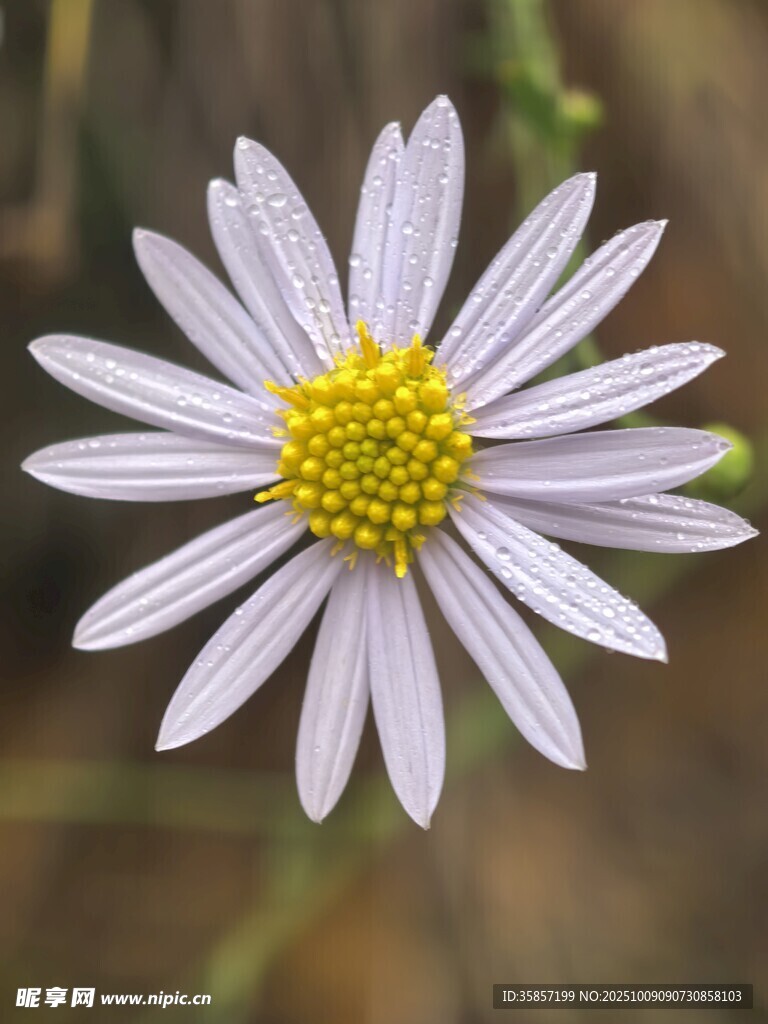 白色雏菊特写