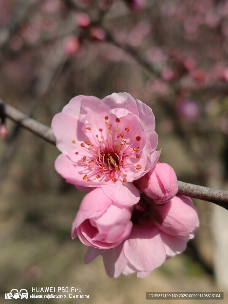 盛开的桃花