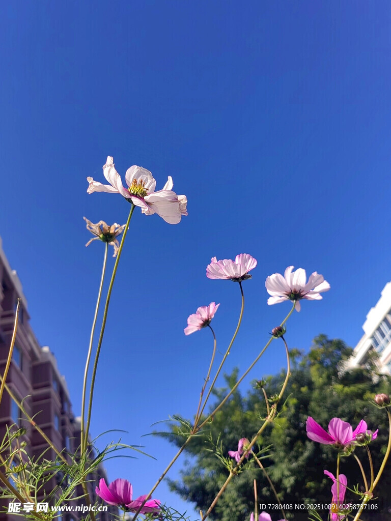 蓝天繁花绽放的美丽景致