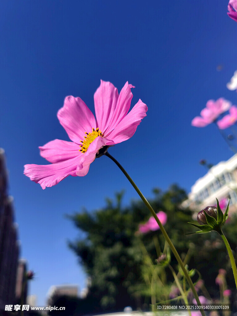 蓝天粉花绽放的美丽瞬间