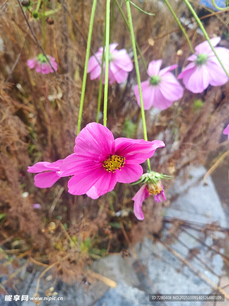 娇艳粉色花朵绽放于石间
