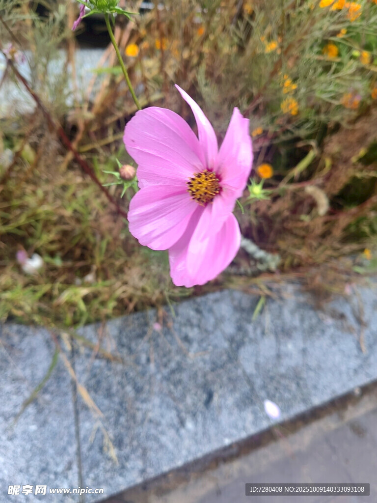 路边绽放的粉色波斯菊