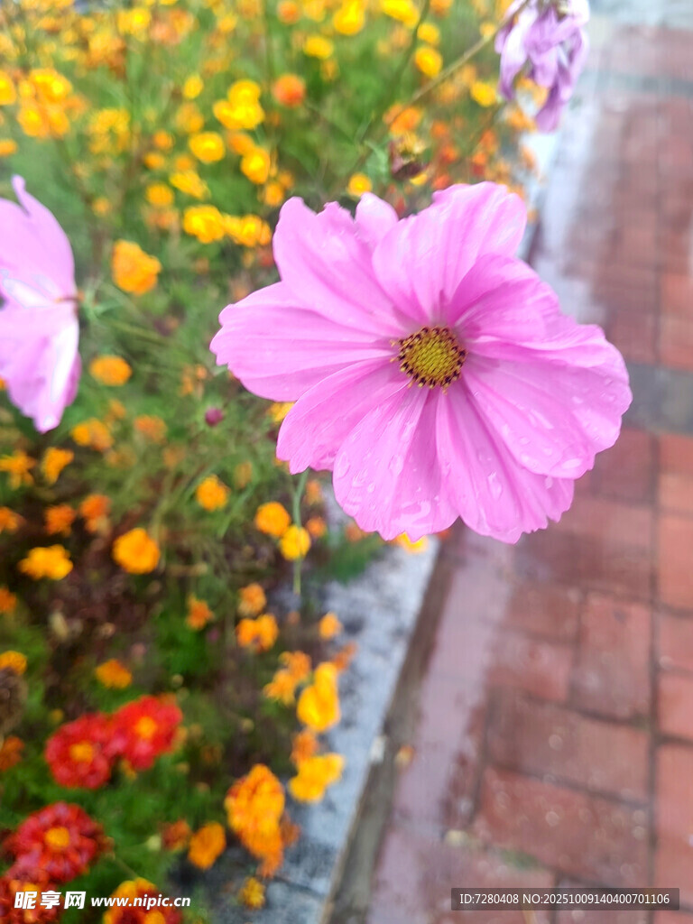 路边绽放的美丽粉色花朵
