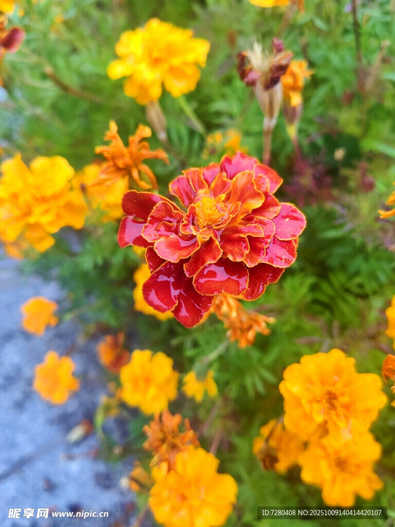 多彩万寿菊绽放美丽瞬间