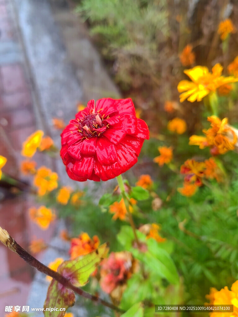 娇艳红花与多彩小花