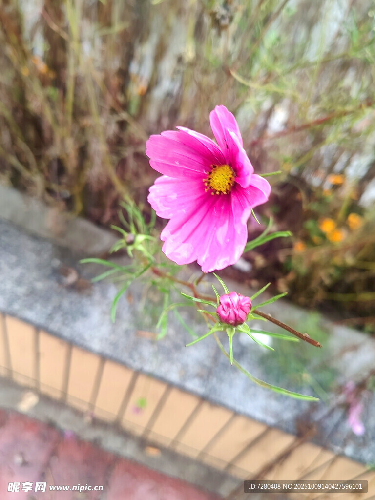 娇艳粉色小花绽放