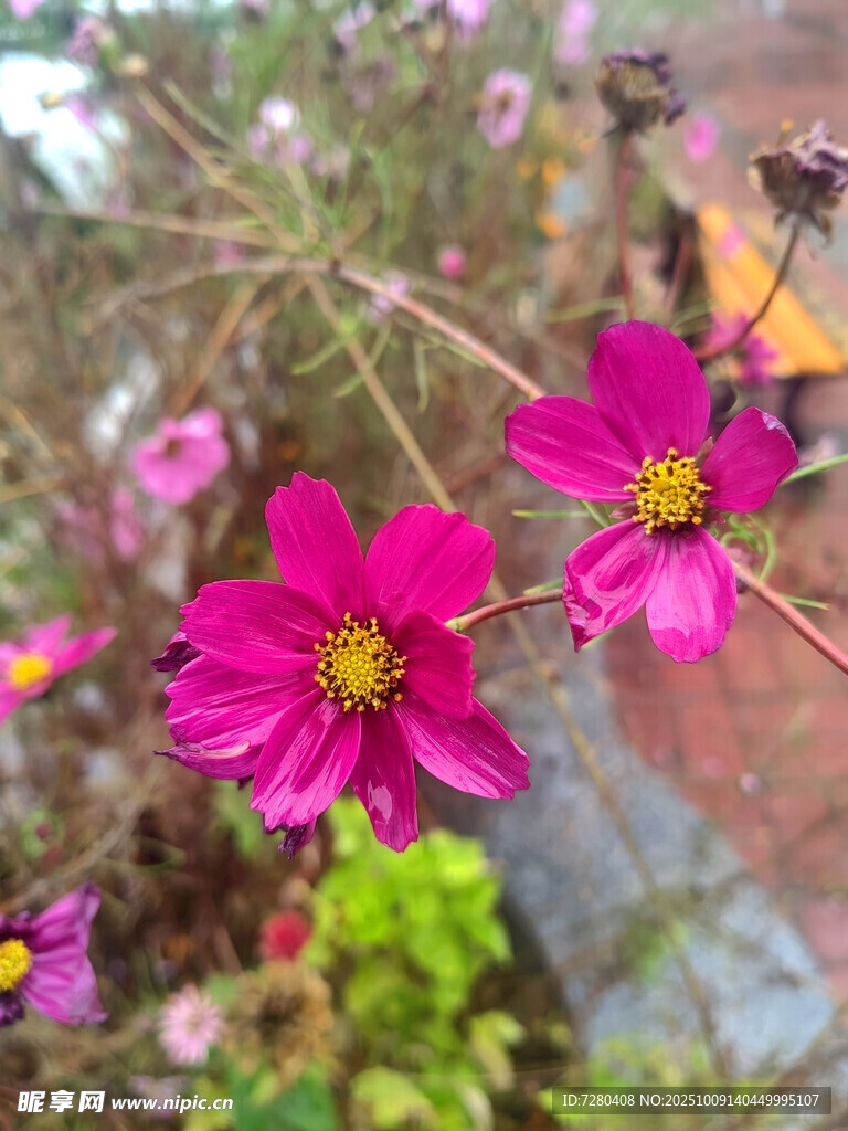 娇艳波斯菊绽放于花丛