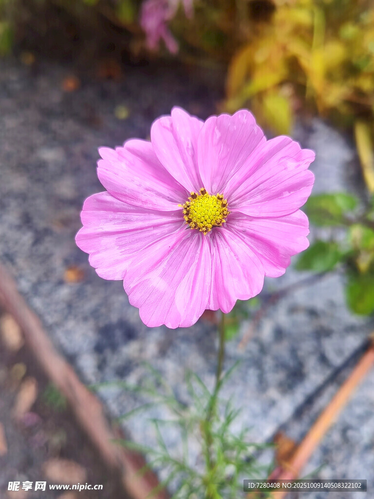 单朵粉色波斯菊特写
