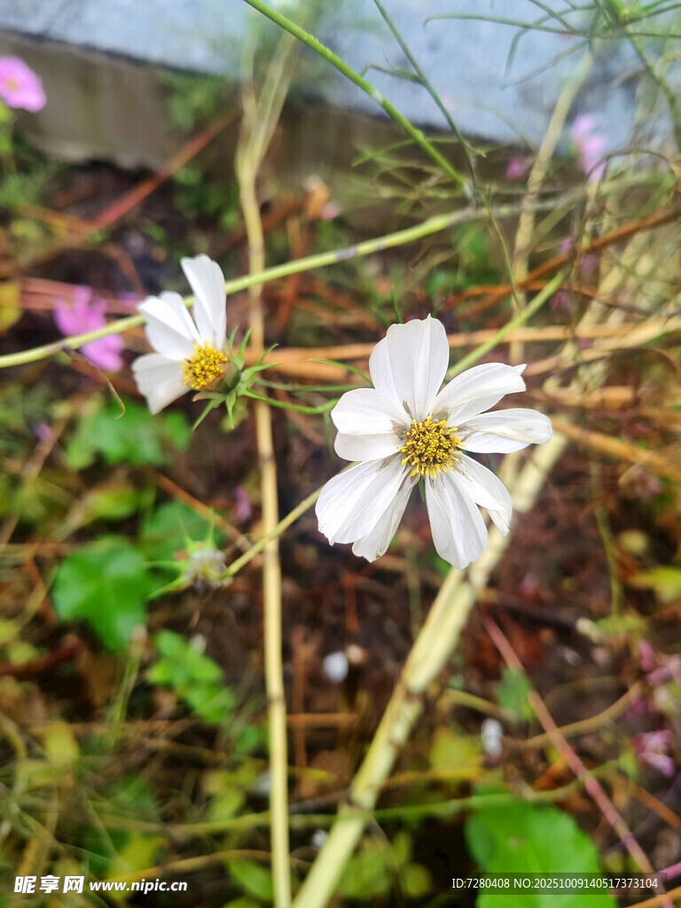 白色小花绽放于绿植间