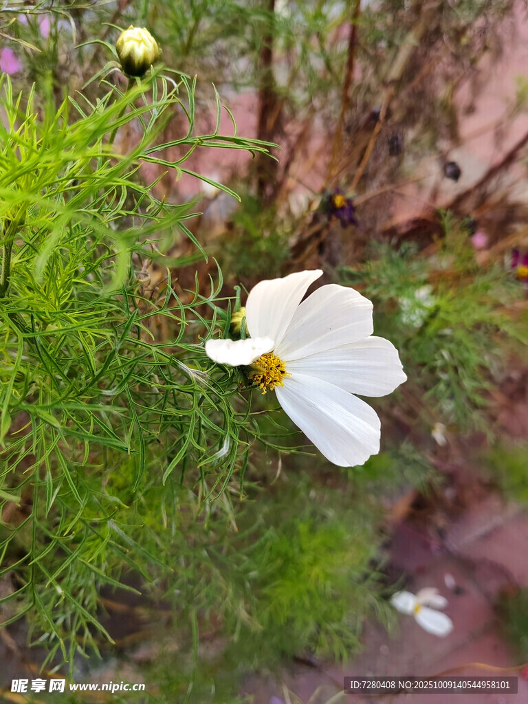 白色小花绽放于绿植间