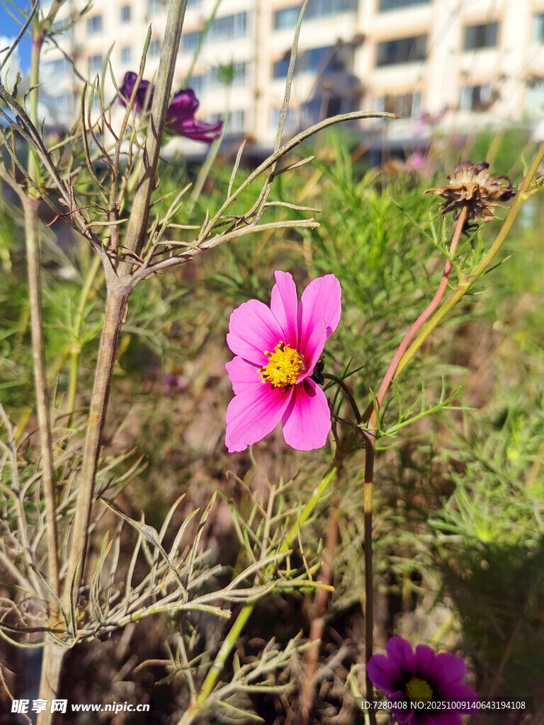 娇艳绽放的粉色格桑花
