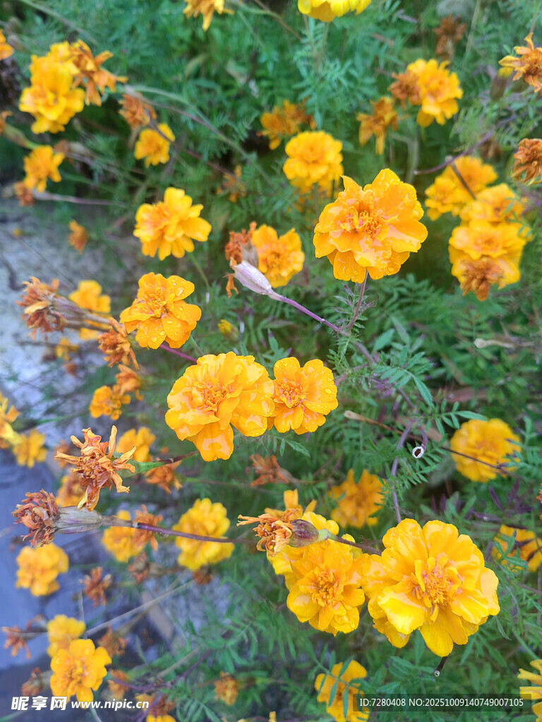 盛开的黄色万寿菊花朵