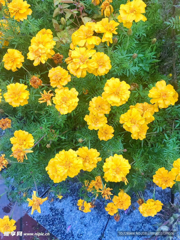 绽放的黄色花朵美景