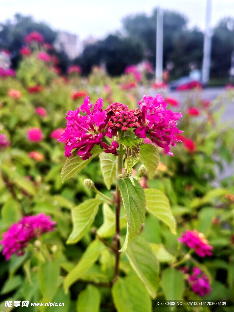 艳丽粉花绽放绿叶间