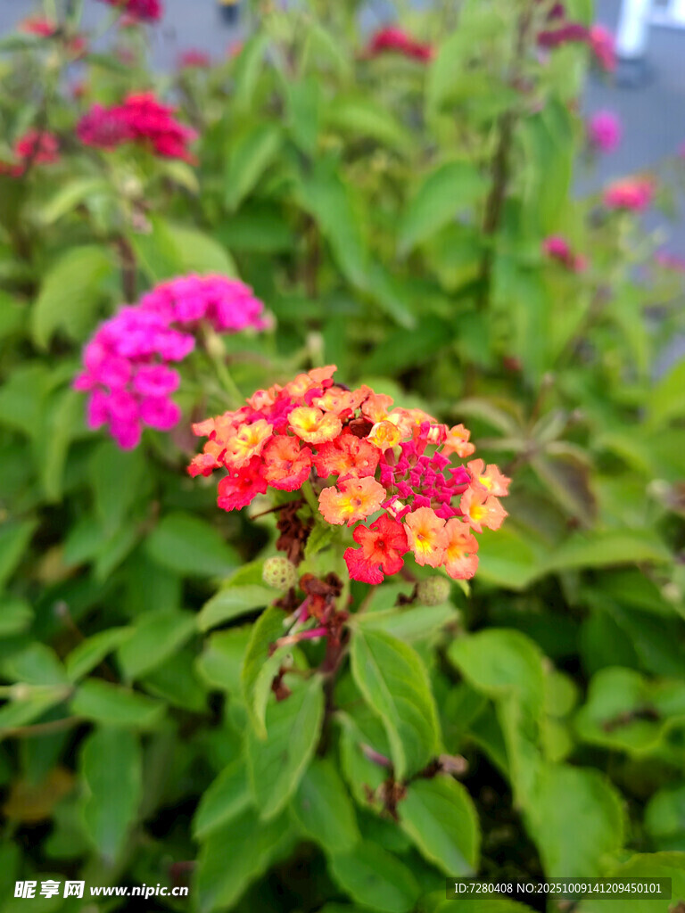 多彩缤纷的美丽花卉绽放