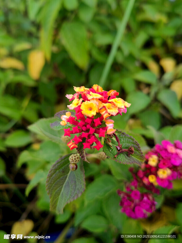 多彩马缨丹绽放