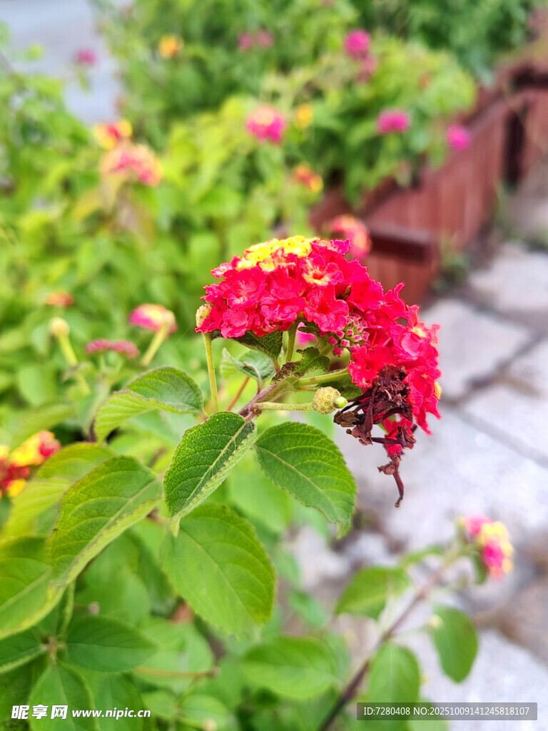 娇艳红花开于绿叶间