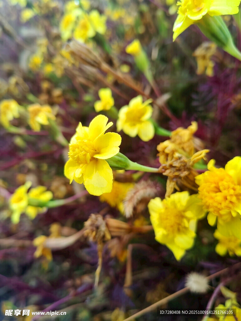 绽放的黄色小花