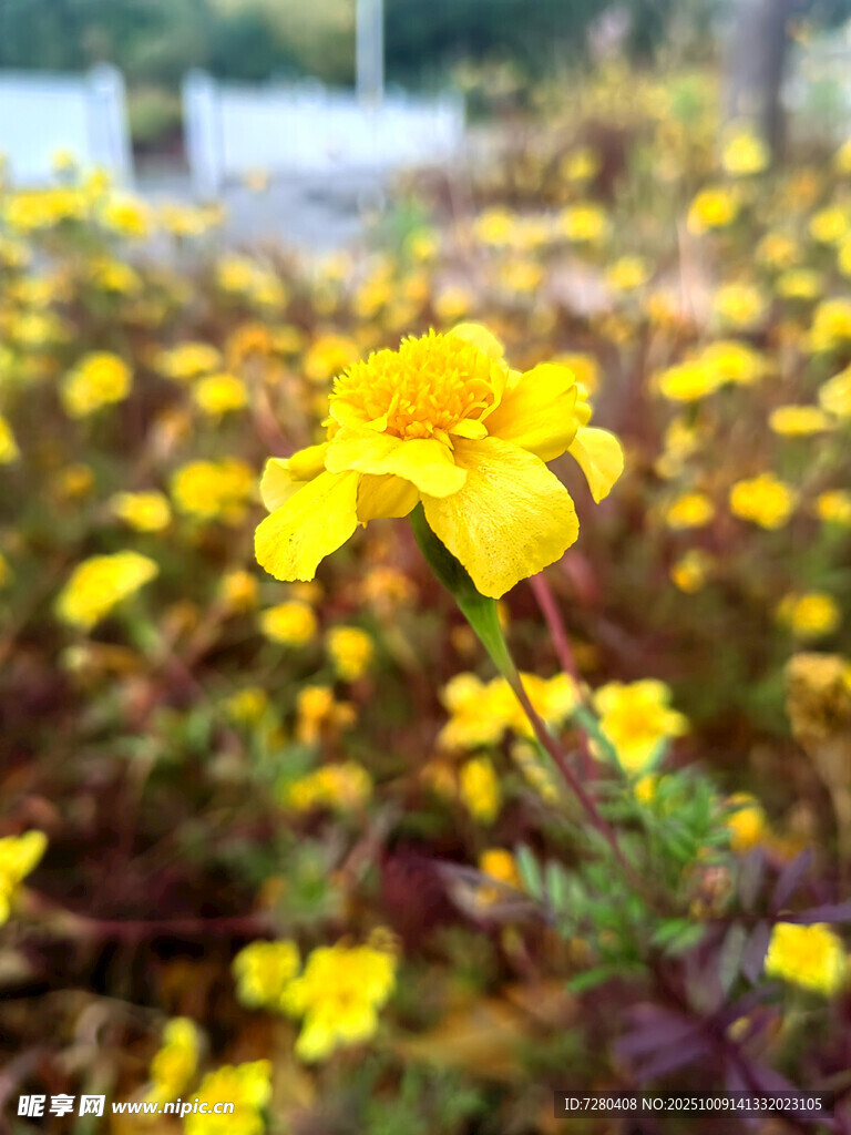 绽放的黄色小花