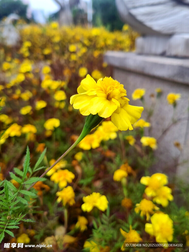 黄色小花绽放于花丛中